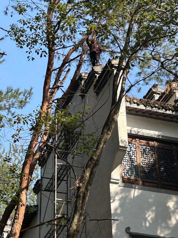 排除隱患，國資公司砍樹解民憂