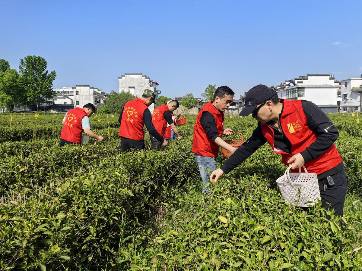 昱城產(chǎn)投公司黨支部開(kāi)展“茶香潤(rùn)初心，黨旗映茶園”主題黨日活動(dòng)