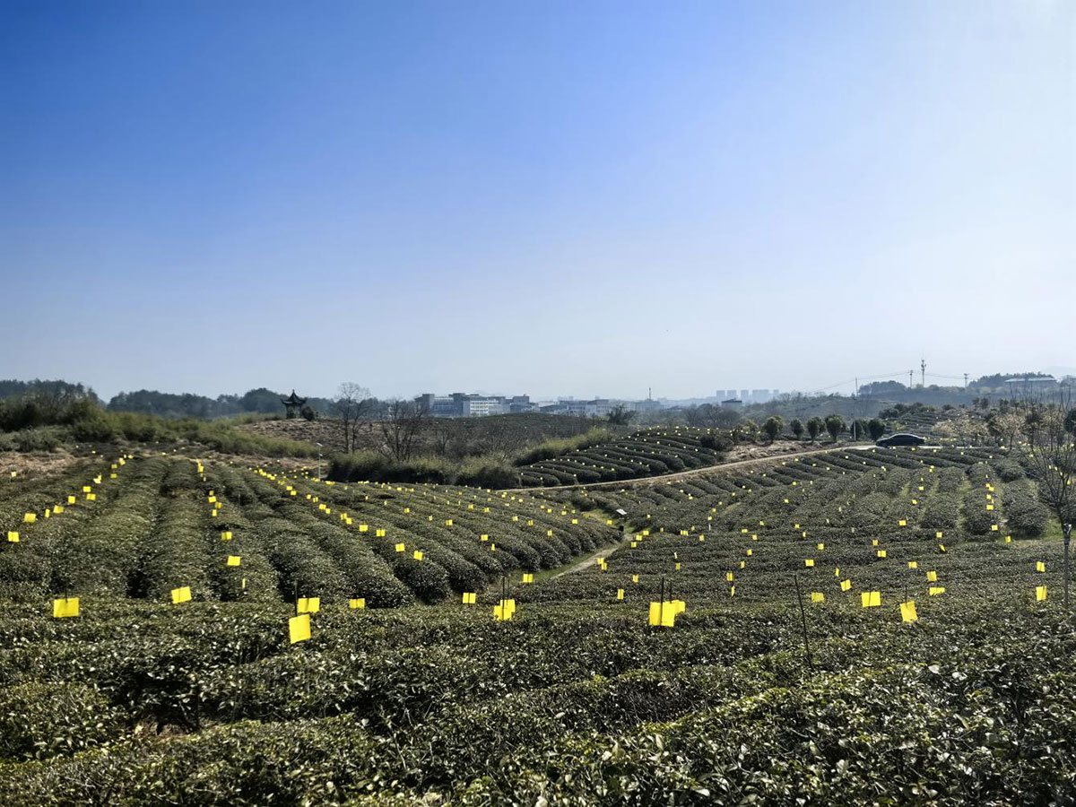 屯溪實(shí)驗(yàn)茶場：插放粘蟲黃板 護(hù)航綠色茶園